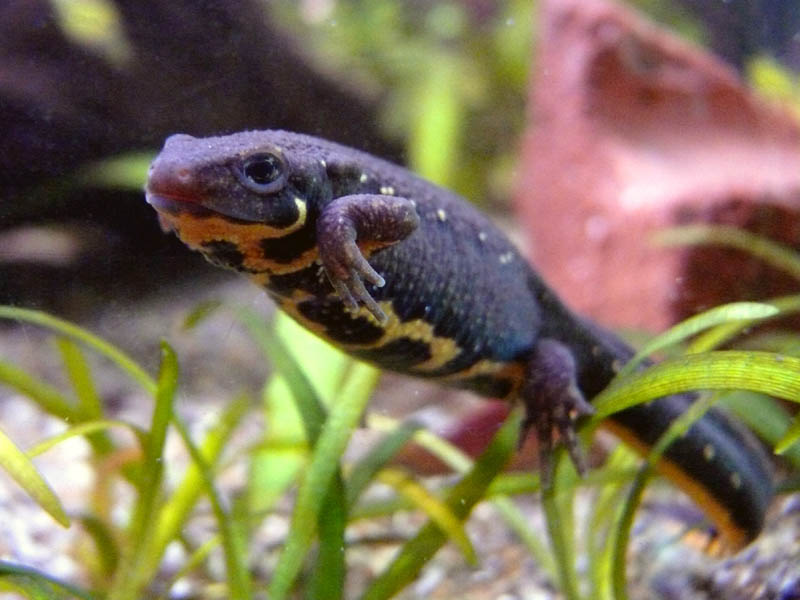 young Cynops pyrrhogaster - a young female before shedding her skin