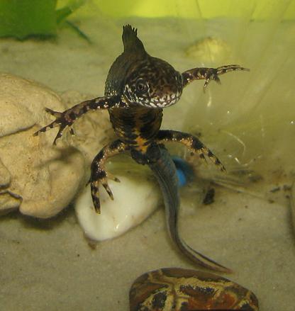 Young male posing for camera