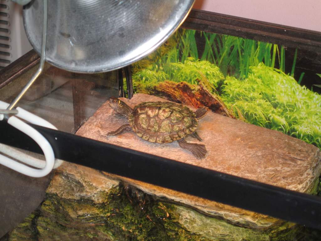 Young Mississippi map turtle (Oscar)