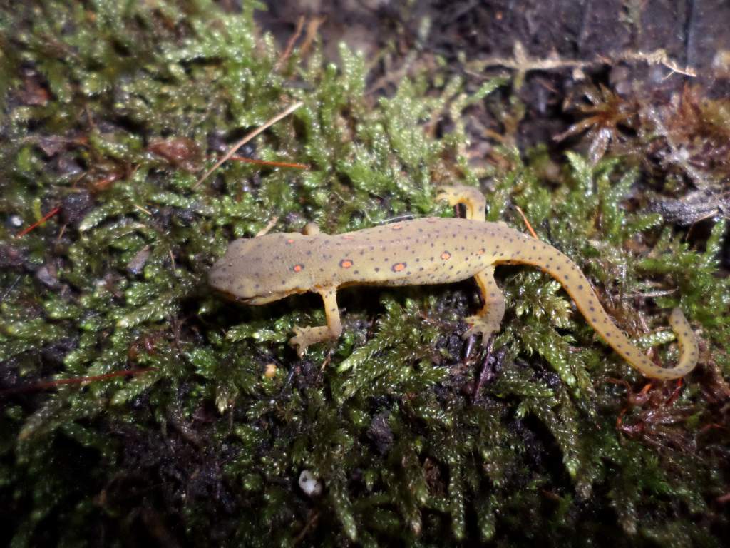 Young Notophthalmus Viridescens