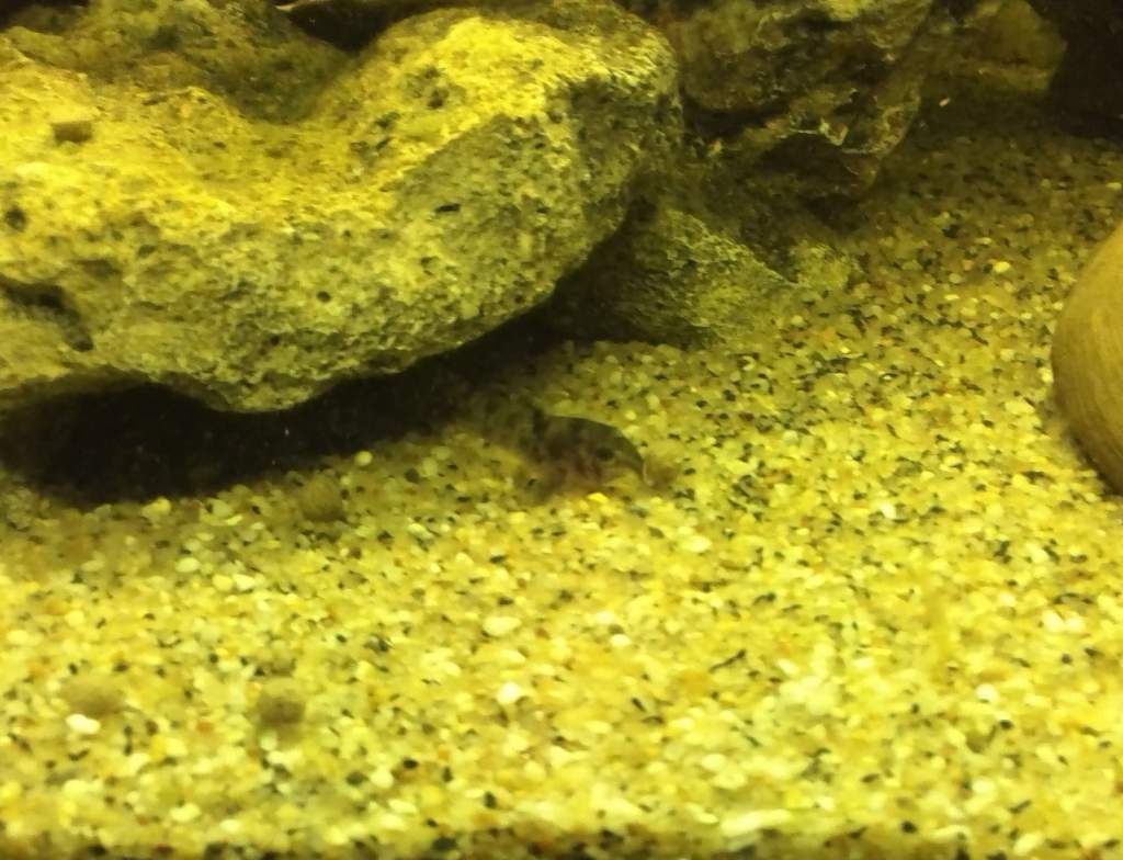 Young peppered cory, approximately 1cm, attempting to eat a catfish pellet which is way too big for him.