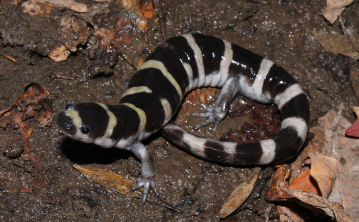 Zach Truelock Ambystoma annulatum