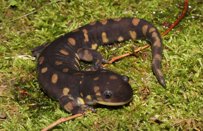 Zach Truelock Ambystoma tigrinum