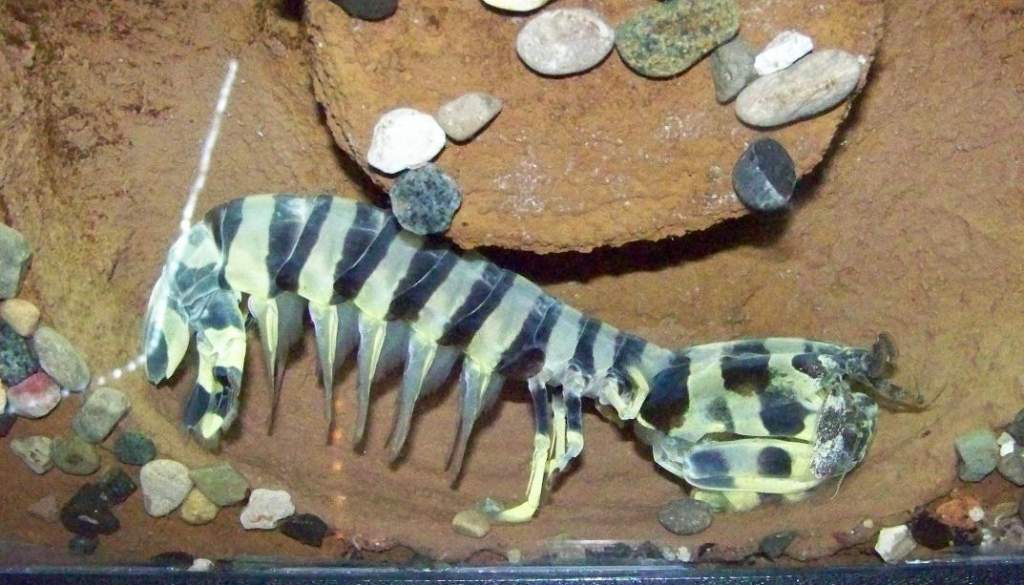 ZebraShrimp