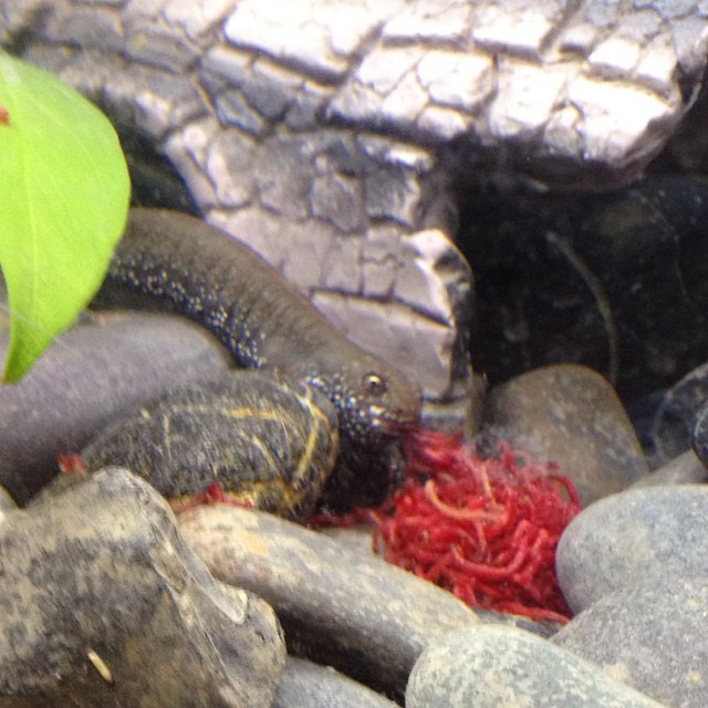 Zi eating some bloodworms :P