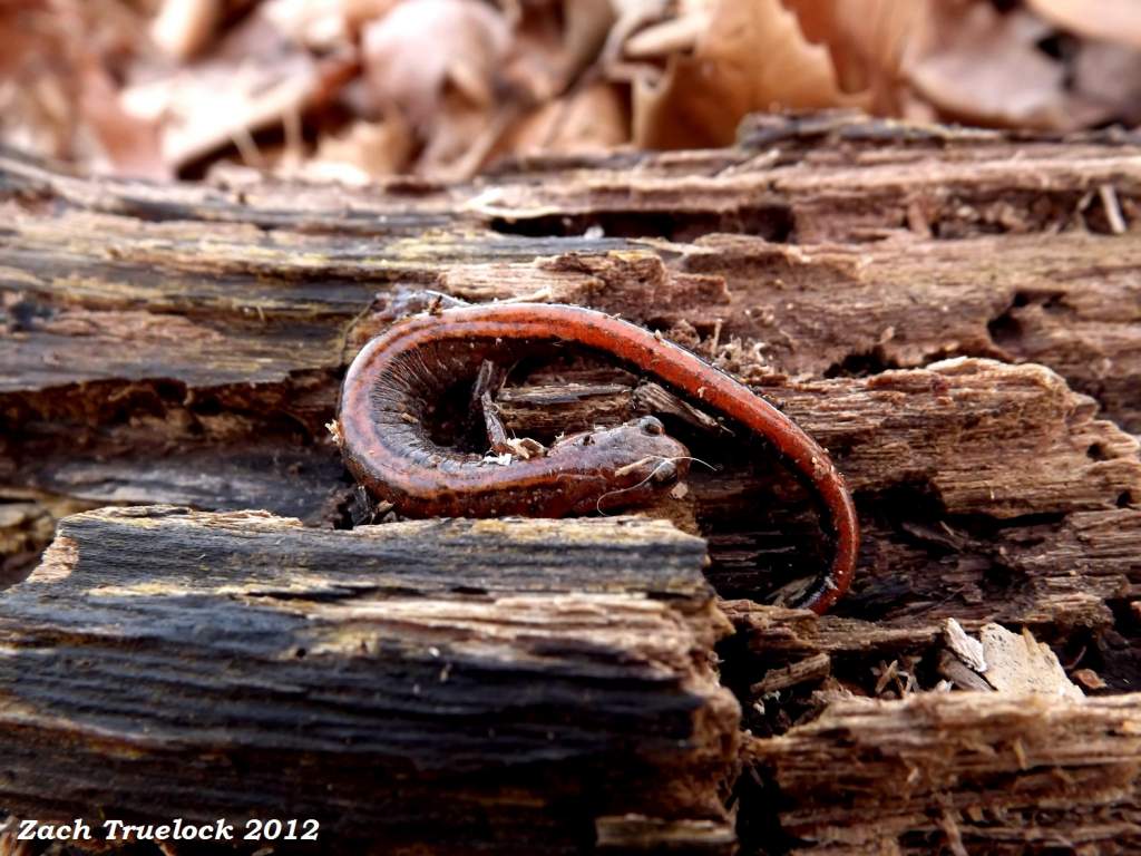 Zigzag Salamander (Plethodon dorsalis)