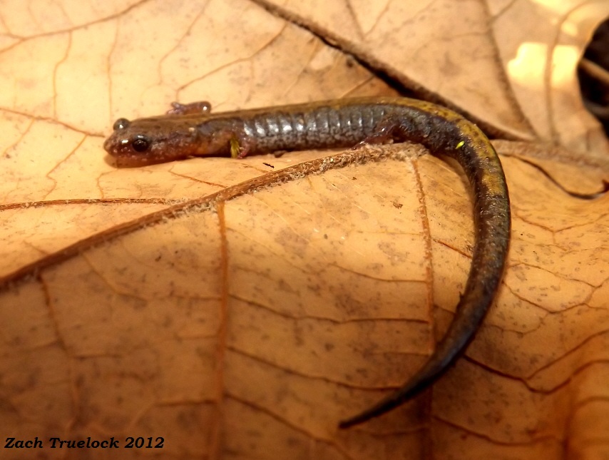 Zigzag Salamander (Plethodon dorsalis)