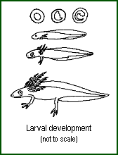 larval development