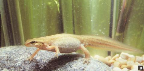 Female Triturus helveticus (=Lissotriton helveticus)