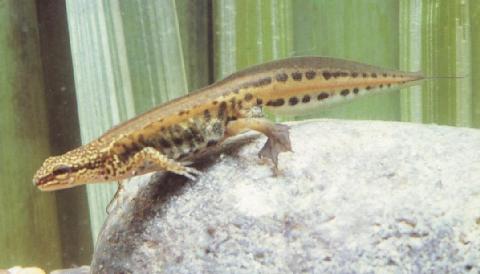 Male Triturus helveticus (=Lissotriton helveticus)