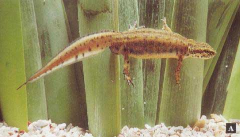 male Triturus montandoni (=Lissotriton montandoni)